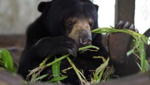 Sun bear eating bamboo