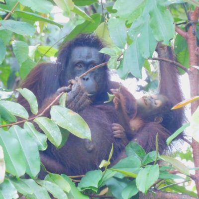 Orangutan mother and teacher Signe