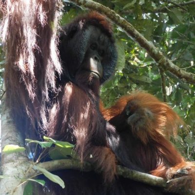 Female orangutan with a baby