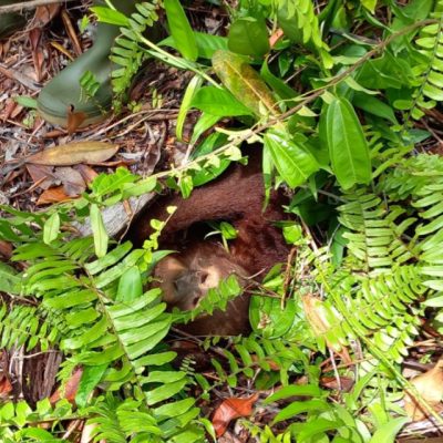 ORANGUTAN FOREST SCHOOL, BUMI?