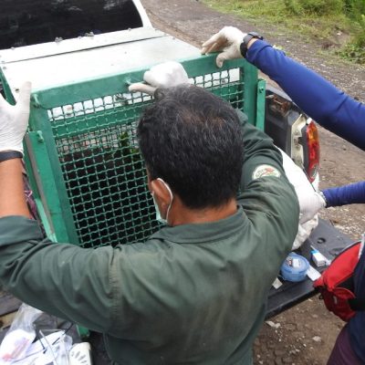 ORANGUTAN RESCUE AT MUARA TOYU