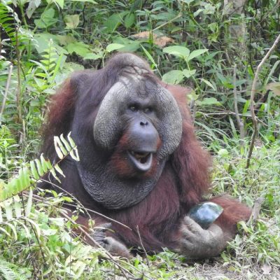 HOW DO ORANGUTANS ‘TALK’?