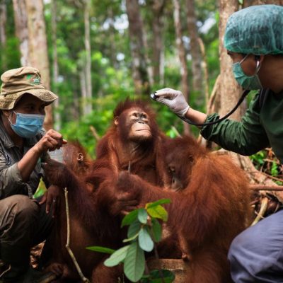 KEEPING OUR ORANGUTANS HEALTHY