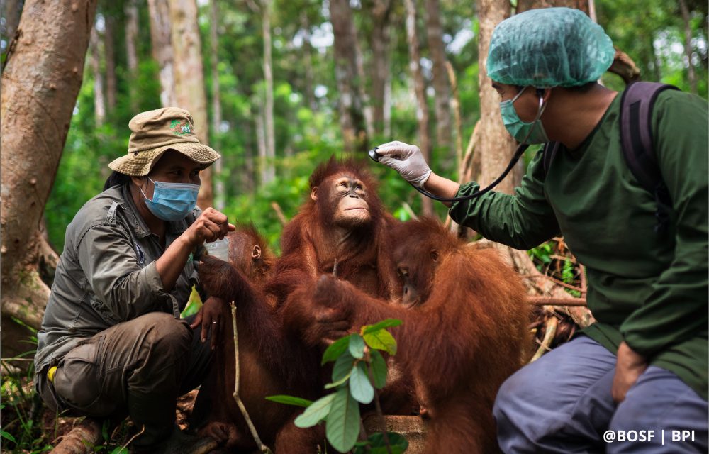 KEEPING OUR ORANGUTANS HEALTHY