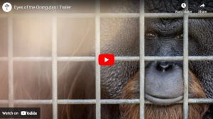 Eyes of the Orangutan Trailer